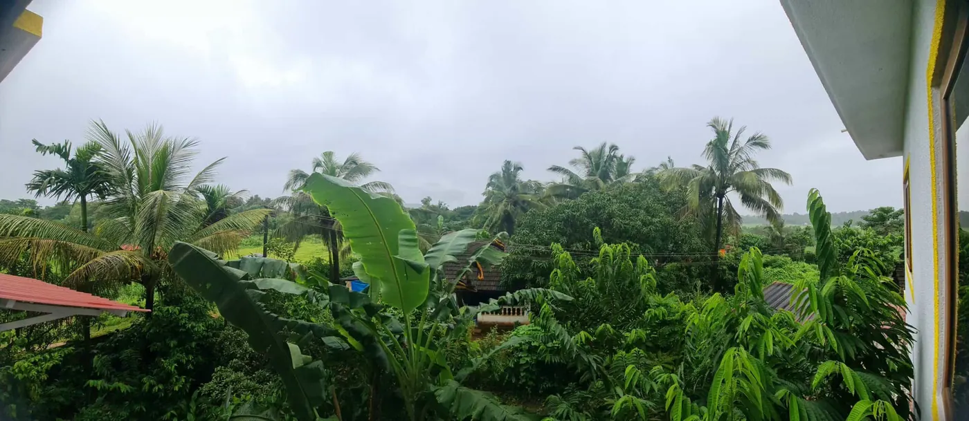 Green coconut and banana trees seen from a homestay window